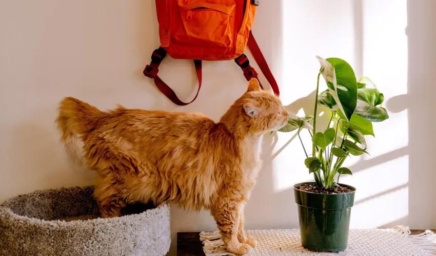 PetFriendlyPlants